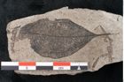 Foto (Detailansicht) von Zizyphus paradisiacus Unger (NHMW-GEO-2024-0188-6671)